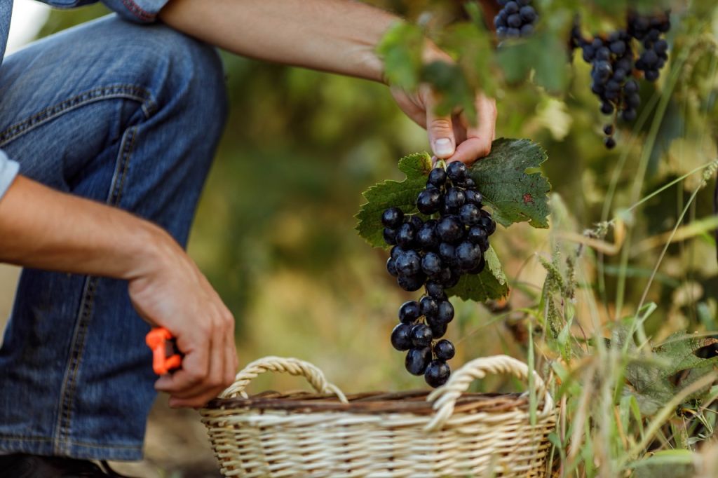 Experiencing Serbia's Wine and Honey Festivals