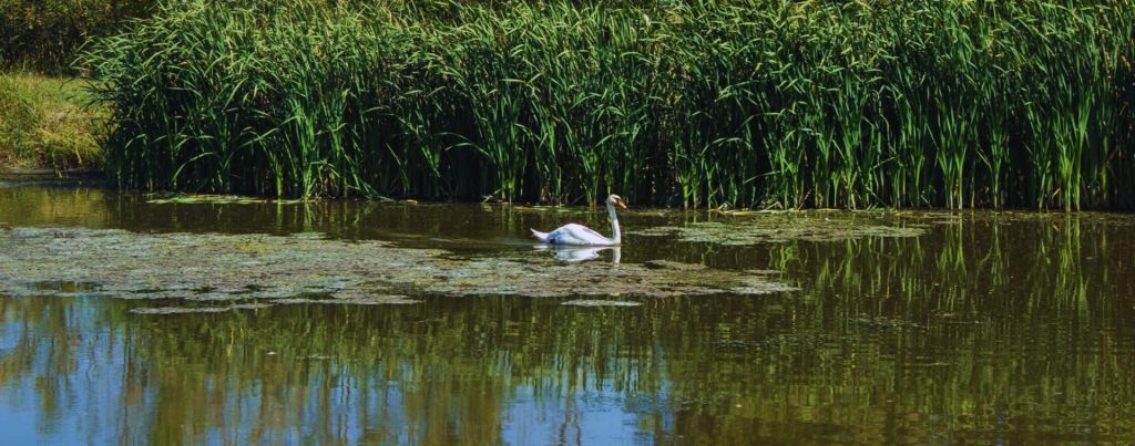 Carska Bara, Vojvodina, Serbia